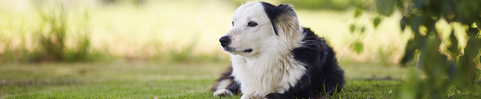 Over 30 years of experience in animal nutrition